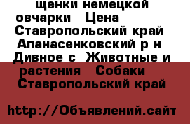 щенки немецкой овчарки › Цена ­ 6 000 - Ставропольский край, Апанасенковский р-н, Дивное с. Животные и растения » Собаки   . Ставропольский край